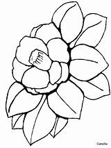 Camellia Coloring Pages Flower Drawing Printables sketch template