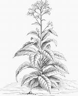 Tobacco Plant Drawing Pencil Drawings Nicotiana Tabacum Flower Flowers Illustration Sketches Sketch Wild American Crop Chestofbooks sketch template