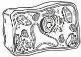 Membrane Eukaryotic Vacuole Biologycorner Sketch Msl Prokaryote Coloringhome Organelles Pronostic Quiz sketch template