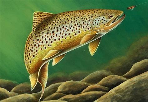 delaware waterfowl and trout stamp art winners announced cape gazette