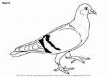 Pigeon Draw Step Drawing Birds Tutorials Drawingtutorials101 sketch template
