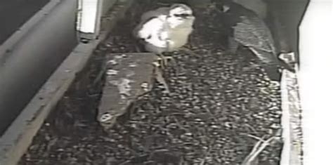 Widowed Peregrine Falcon Cares For 3 Chicks On Downtown Salt Lake