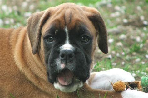 wallpapers boxer dog pictures