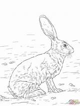 Coloring Rabbit Jackrabbit Jack Drawing Tailed Hare Pages Hares Arctic Book Animal Getdrawings Drawings Printable sketch template