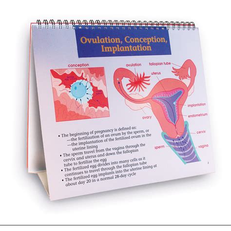 understanding birth control 1018279 w43084 wrs group 43325 condom training models