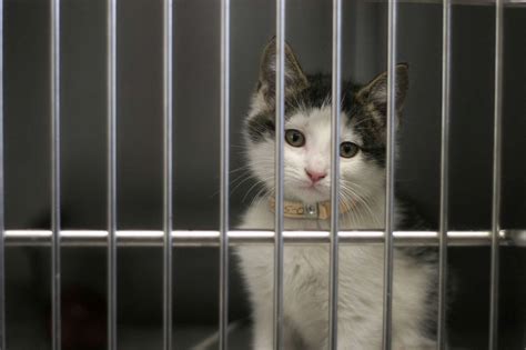 delaware    kill state  animal shelters activists