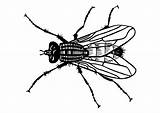 Mosca Fliege Mouche Vlieg Malvorlage Fly Kleurplaat Coloriage Insectos Malvorlagen Ausdrucken Abbildung Große sketch template