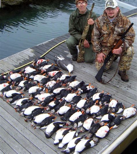 puffins being hunted and brought back to the uk despite