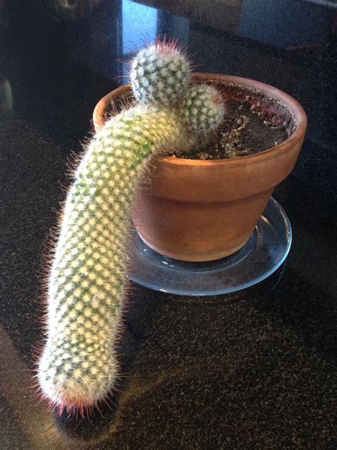 Image 3720494 Cactus Plant Penis