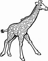 Coloring Pages Giraffe Kids Animals Zoo sketch template