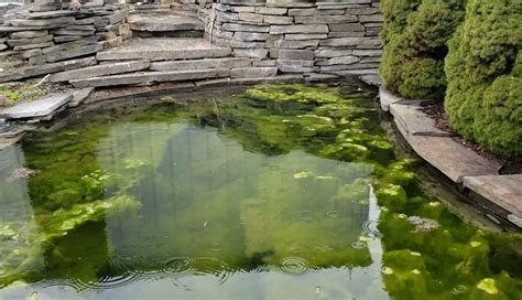 spring clean  pond   pros backyard water garden