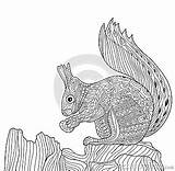 Zentangle Squirrel Zenart Adults Coloring Book Vector Illustration Stock Drawn Hand Style sketch template