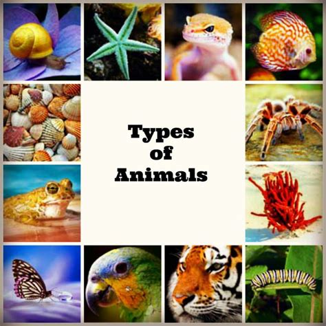 pictures    types  animals picturemeta