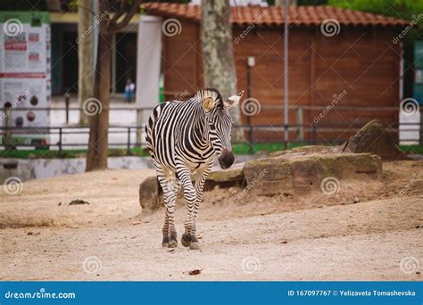 zebra  de dierentuin van barcelona gestreepte zwarte en witte zebra van zoogdieren stock