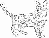 Coloring Pages Bengal Cat Bengals Big Cats Kids Cincinnati Chat Coloriage Imprimer Sketches Colorier Bangala Dessin Template Did Making Know sketch template