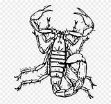 Scorpion Drawing Arabian Fat Sketsa Insect Tailed Clipart Pinclipart Kalajengking sketch template