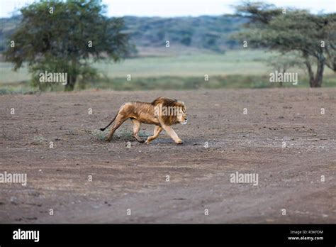 lion chasing  res stock photography  images alamy