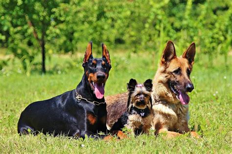 recommended  large dog breeds  gentle nature