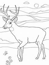 Coloring Pages Deer Tailed Printable Kids Buck Print Whitetail Drawing Color Doe Face Head Deers Bestcoloringpagesforkids Sheets Adult Hunting Clipart sketch template