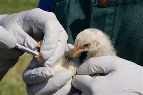 usda   progress  protecting  avian influenza