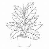 Ornamental Ficus Houseplant Plants Elastica Potted Ornate Realistic Odwiedź sketch template