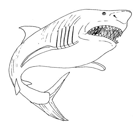 great white shark coloring page  getcoloringscom  printable