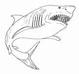 Shark Coloring Mako Pages Color Sharks Great Getcolorings Print sketch template