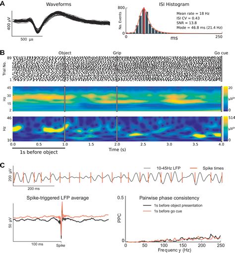 Dissociation Between Sustained Single Neuron Spiking And Transient β