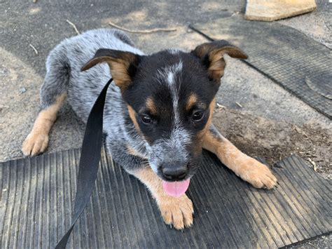 australian cattle dog puppies  sale stanardsville va