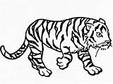 Tiger Coloring Pages Clipart Tigers Bengal Printable Kids Animal Library Realistic Bestcoloringpagesforkids Animals sketch template