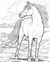 Pobarvanke Caballos Konj Caballo Konji Pintar Dover Salvajes Adultos Samorogi Jih sketch template