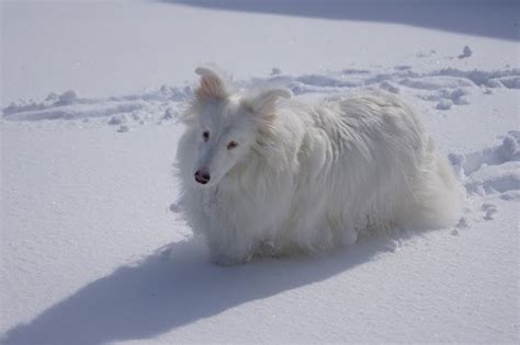 white dog blog dangers  breeding merle  merle deaf dog aussie