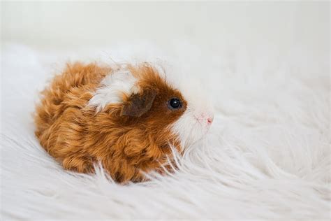 guinea pig breeds list easter guinea pigs hd wallpaper pxfuel