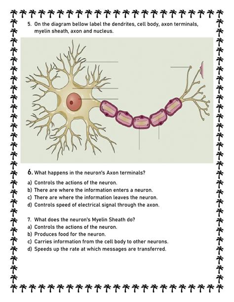 types  neurons worksheet neurons types  neurons biology classroom