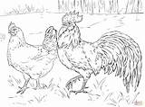 Coloring Rooster Hen Chicken Pages Drawing Printable Clipart Fight Chicks Supercoloring Poule Adults Et Coq Coloriage Farm Super Silhouettes sketch template