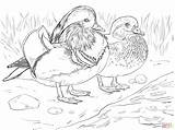 Coloring Mandarin Duck Male Wood Pages Female Drawing Canard Duckling Et Coloriage Printable Color Imprimer Femelle Main Print Drawings Choose sketch template