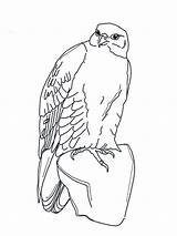 Coloring Pages Falcons Falcon Birds sketch template