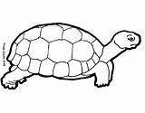 Turtle Coloring Pages Printable Animal Kids Preschool sketch template