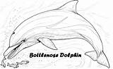 Dolphin Bottlenose Clip Coloring Pages sketch template