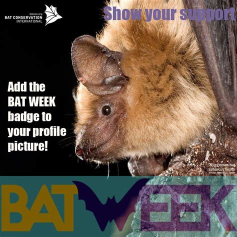 bat conservation int  twitter bat conservation international bat