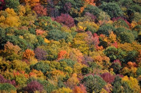 fall foliage  stock photo public domain pictures