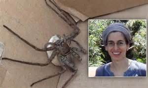 venomous huntsman spider  cameroonian rainforest brought  britain daily mail