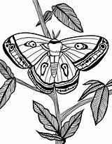 Moth Falena sketch template