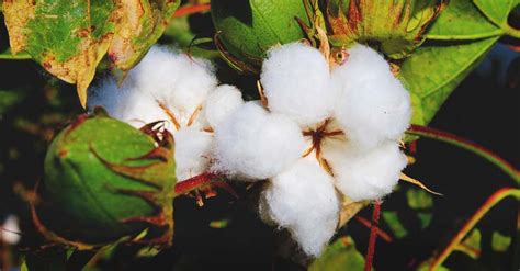 growing cotton  complete guide    plant grow harvest