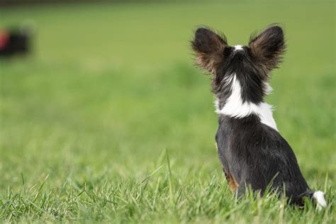 vet        dogs ears