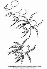 Tarantula Tegning Kolorowanki Tegninger Dzieci Dla Edderkop Bugs Dibujar Dover Zeichnen Spinne sketch template