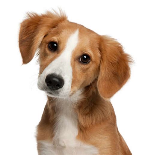 mixed breed dogs dog images dog breeds