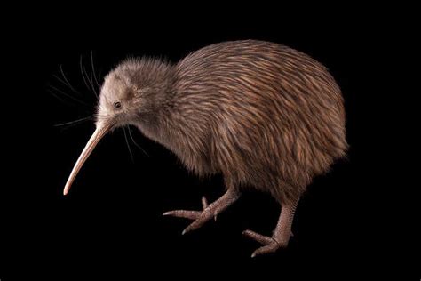 New Zealand’s Iconic Kiwi Birds May Be Losing Their Sight New Scientist