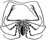 Whip Spiders Amblypygi sketch template