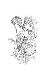 Hoopoe Coloring Pages sketch template